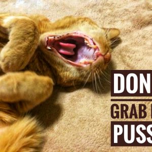 Pussy Grabs Back – Poster $25 (Laminated 7″x11″)
